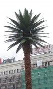 Warszawska palma ma nowe licie