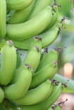 Plantacja bananw