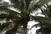 Palma kokosowa