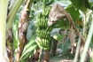 Plantacja bananw